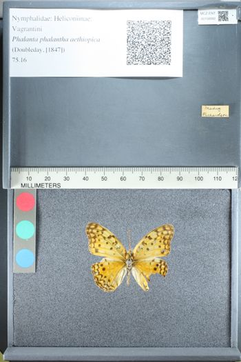 Media type: image;   Entomology 158992